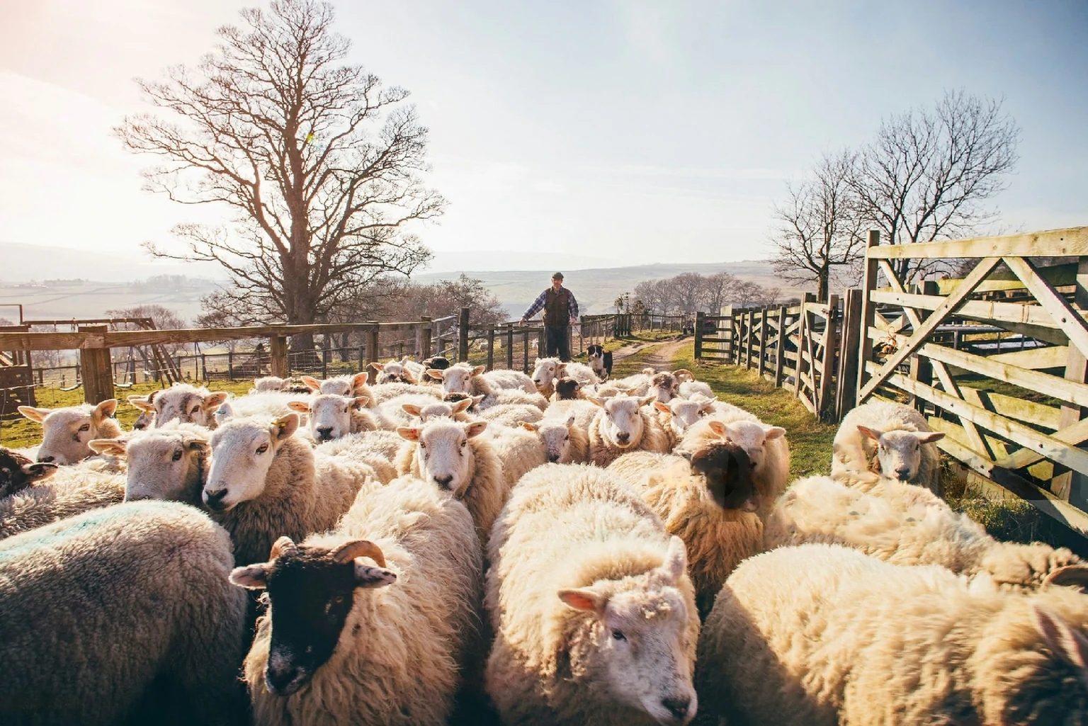 Sheep Manure Fertilizer Production Line: Unlocking Sustainable Agriculture
